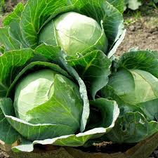 Fresh Green Cabbage